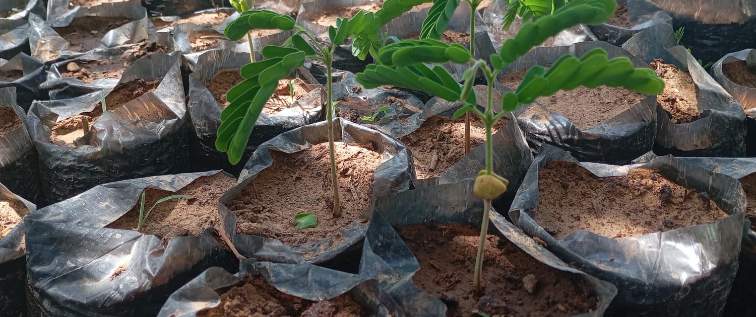 Germinating Tamarindus indica (Tsamiya) EcoClimate Foundation