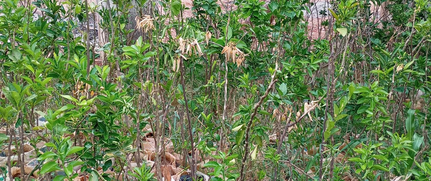 Orange (Budded) being prepared for planting EcoClimate Foundation