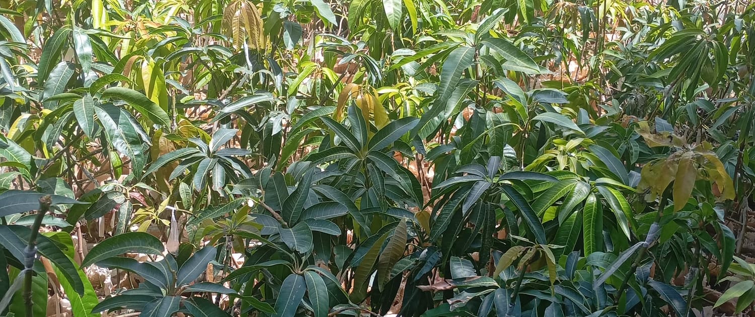 Mango (Grafted) - Raising of Fruit Trees before Distribution to Local Communities EcoClimate Foundation