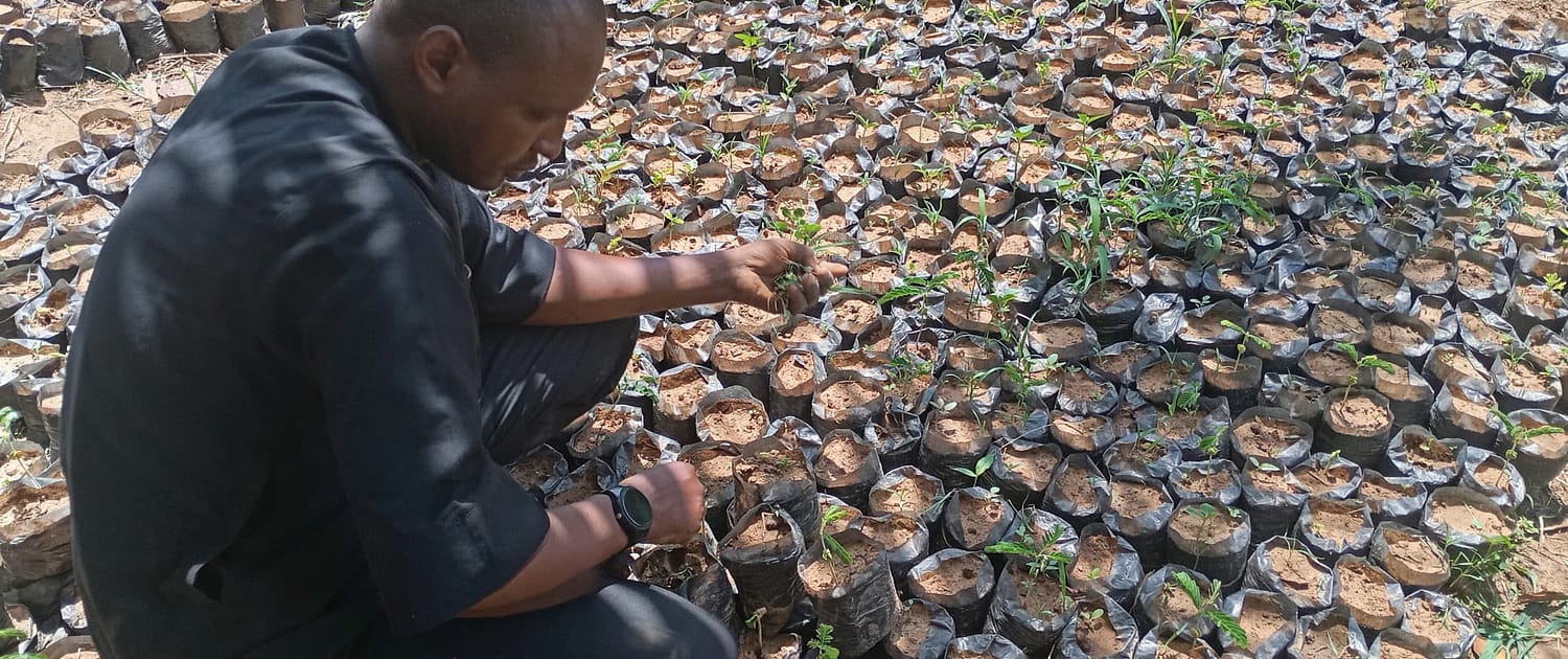 Active Weeding of the Potted Plants EcoClimate Foundation