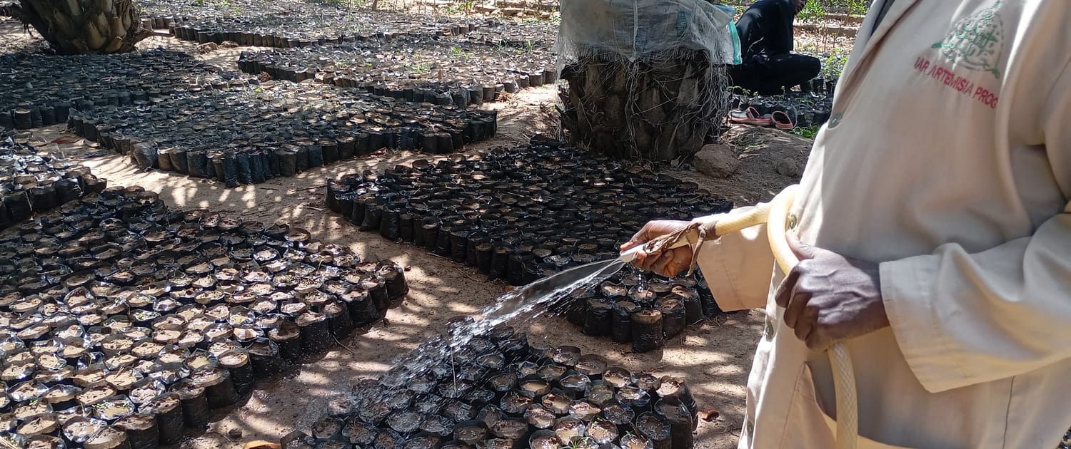 Watering of the Nursery EcoClimate Foundation