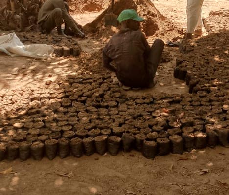 Active Potting for Healthy Seedling Raising EcoClimate Foundation