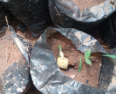 Growing Tamarind: Drought-tolerant and multipurpose species EcoClimate Foundation