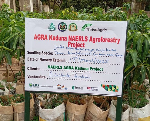 Community Nursery for Consistent Supply of Healthy Seedlings EcoClimate Foundation