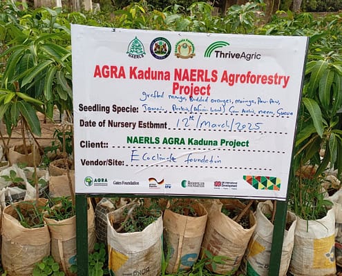 Community Nursery for Consistent Supply of Healthy Seedlings EcoClimate Foundation