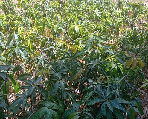 Mango (Grafted) - Raising of Fruit Trees before Distribution to Local Communities EcoClimate Foundation