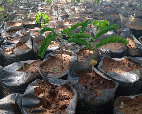 Germinating Tamarindus indica (Tsamiya) EcoClimate Foundation