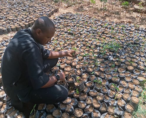 Active Weeding of the Potted Plants EcoClimate Foundation
