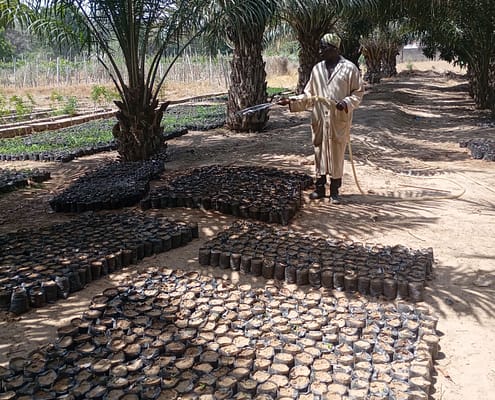 Watering of the Nursery EcoClimate Foundation