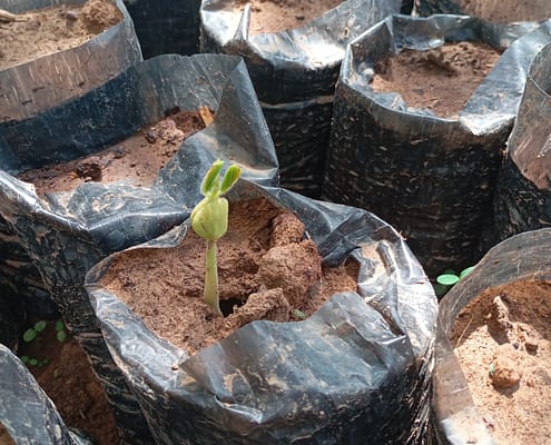 Germinating Seedling - Agroforestry/Tree-planting Component EcoClimate Foundation