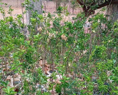 Orange (Budded) being prepared for planting EcoClimate Foundation