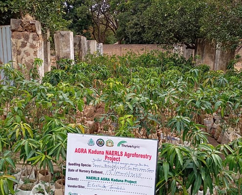 Community Nursery for Consistent Supply of Healthy Seedlings EcoClimate Foundation