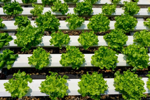 Aquaponics Picture ECOCLIMATE FOUNDATION