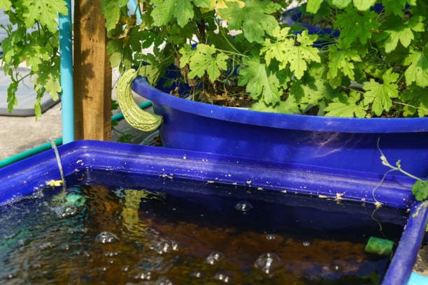 Aquaponics System ECOCLIMATE FOUNDATION