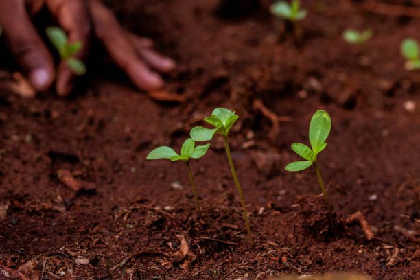 transplanting seedlings ECOCLIMATE FOUNDATION