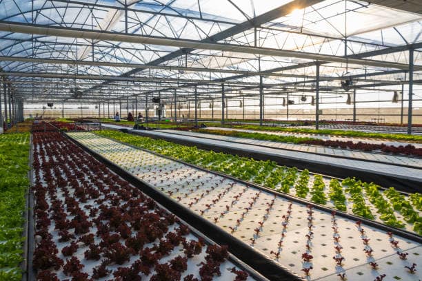 Aquaponics ECOCLIMATE FOUNDATION