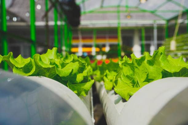 Aquaponics Image ECOCLIMATE FOUNDATION